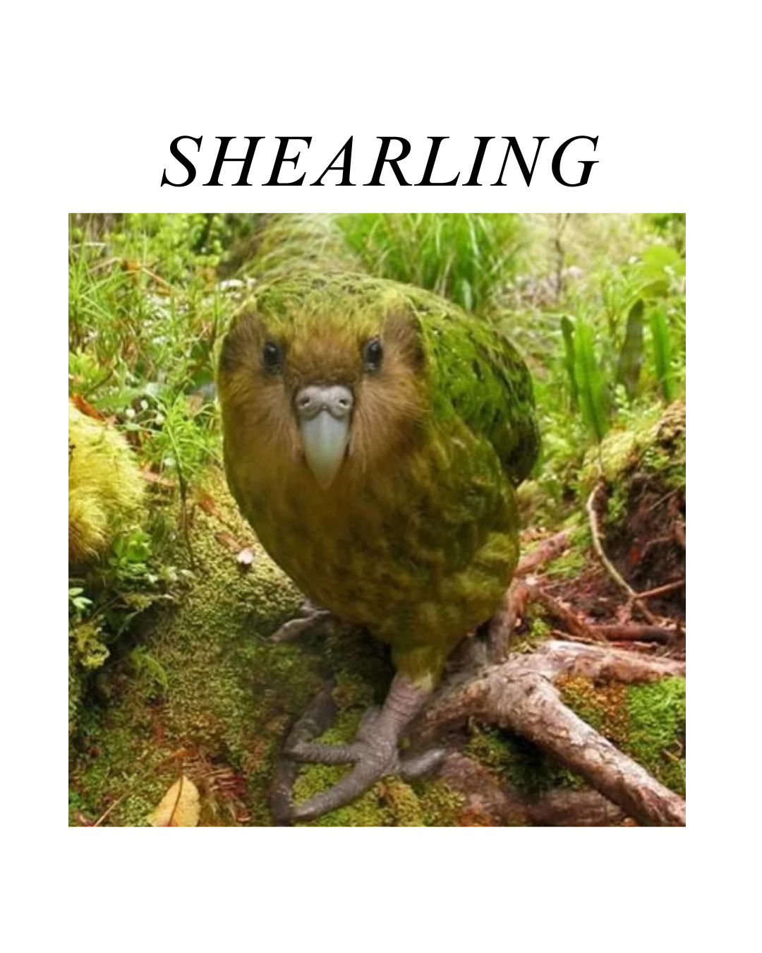 Shearling "Kakapo" Sticker