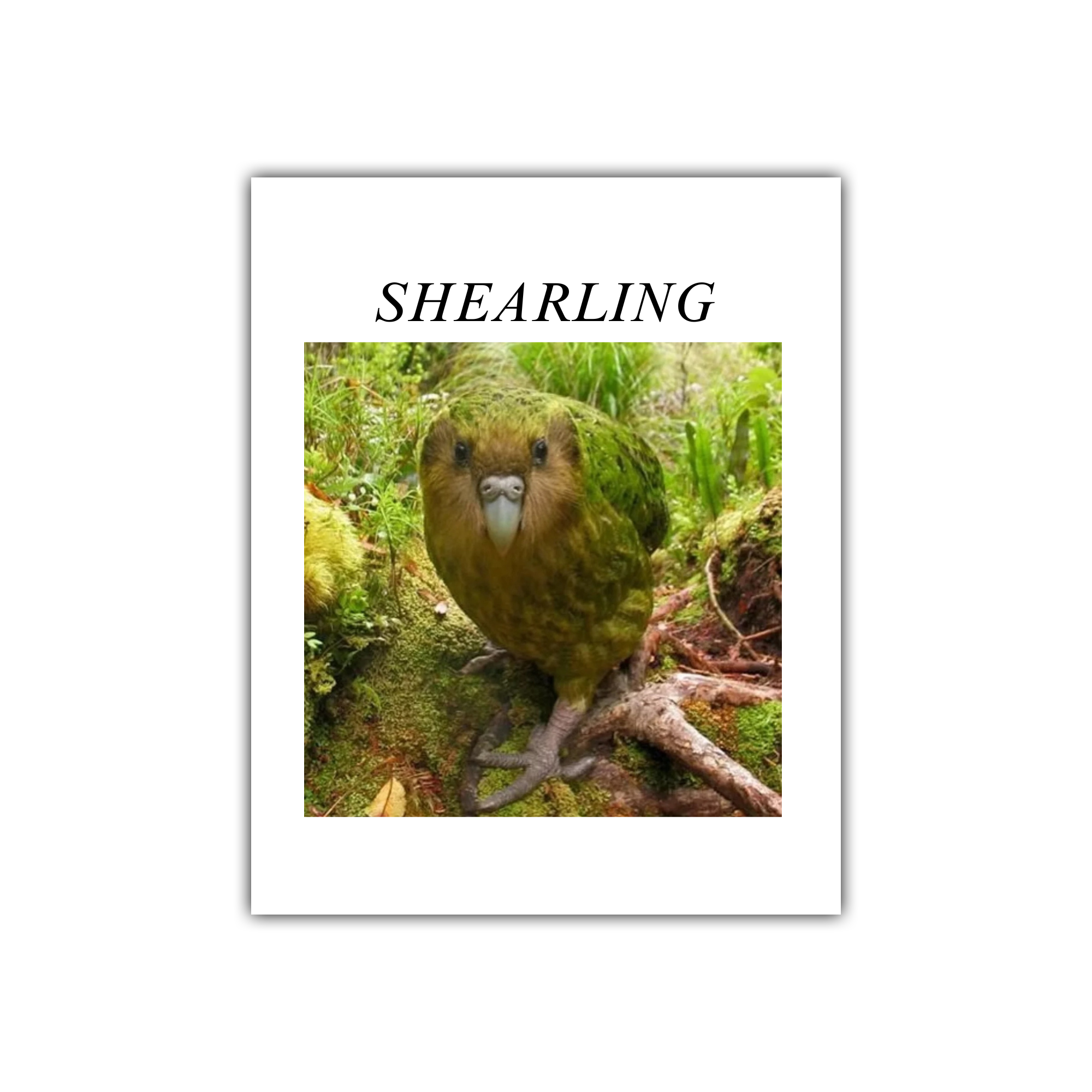 Shearling "Kakapo" Sticker